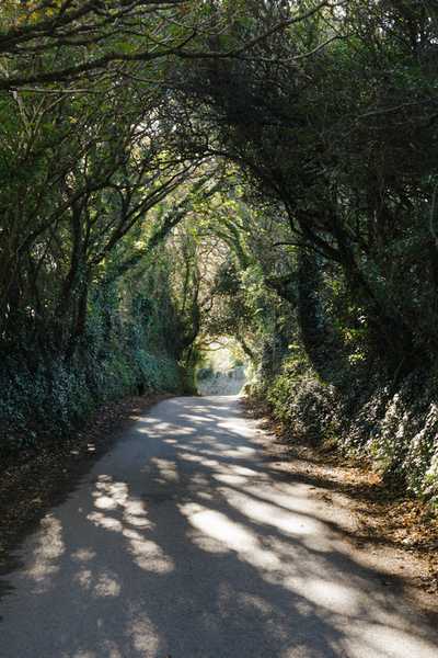 Cornwall rural lanes dappled in late-afternoon sun