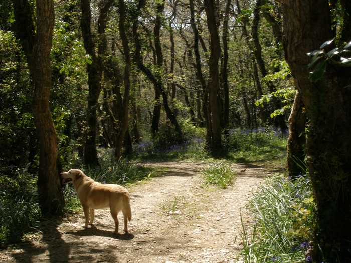 Golden retriever stood waiting in the sun in the middle of a Cornwall wood. Bluebells are in the background