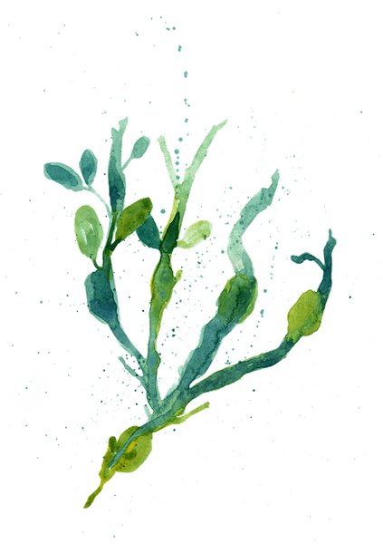 Cornish seaweed illustration