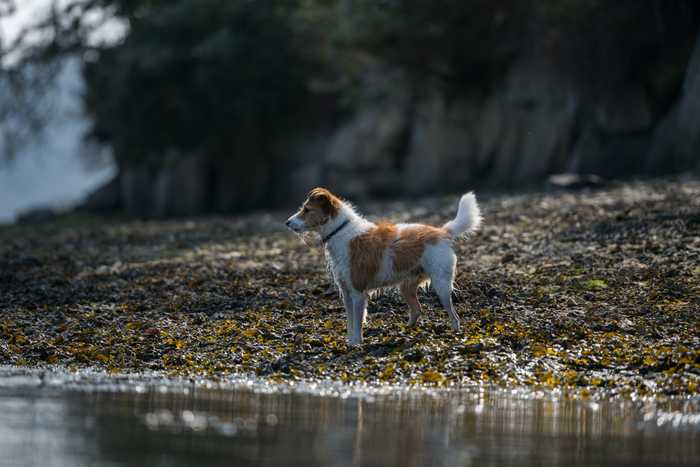 Scruffy orange and white dog standing on the edge of a beach looking out over the water. The Cornwall beach has lots of seaweed