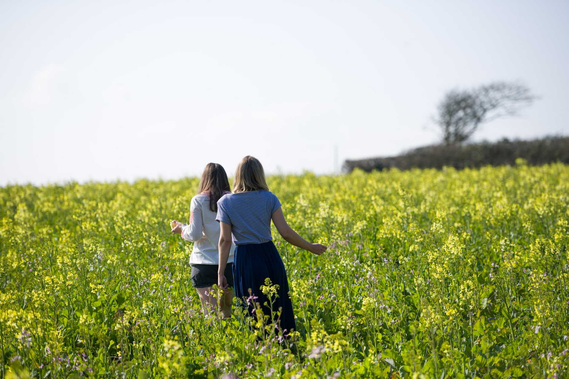 Two women walk through a field of yellow flowers in the Calamansac Estate on a sunny day