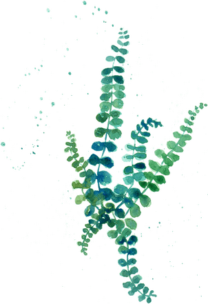 spleenwort illustration