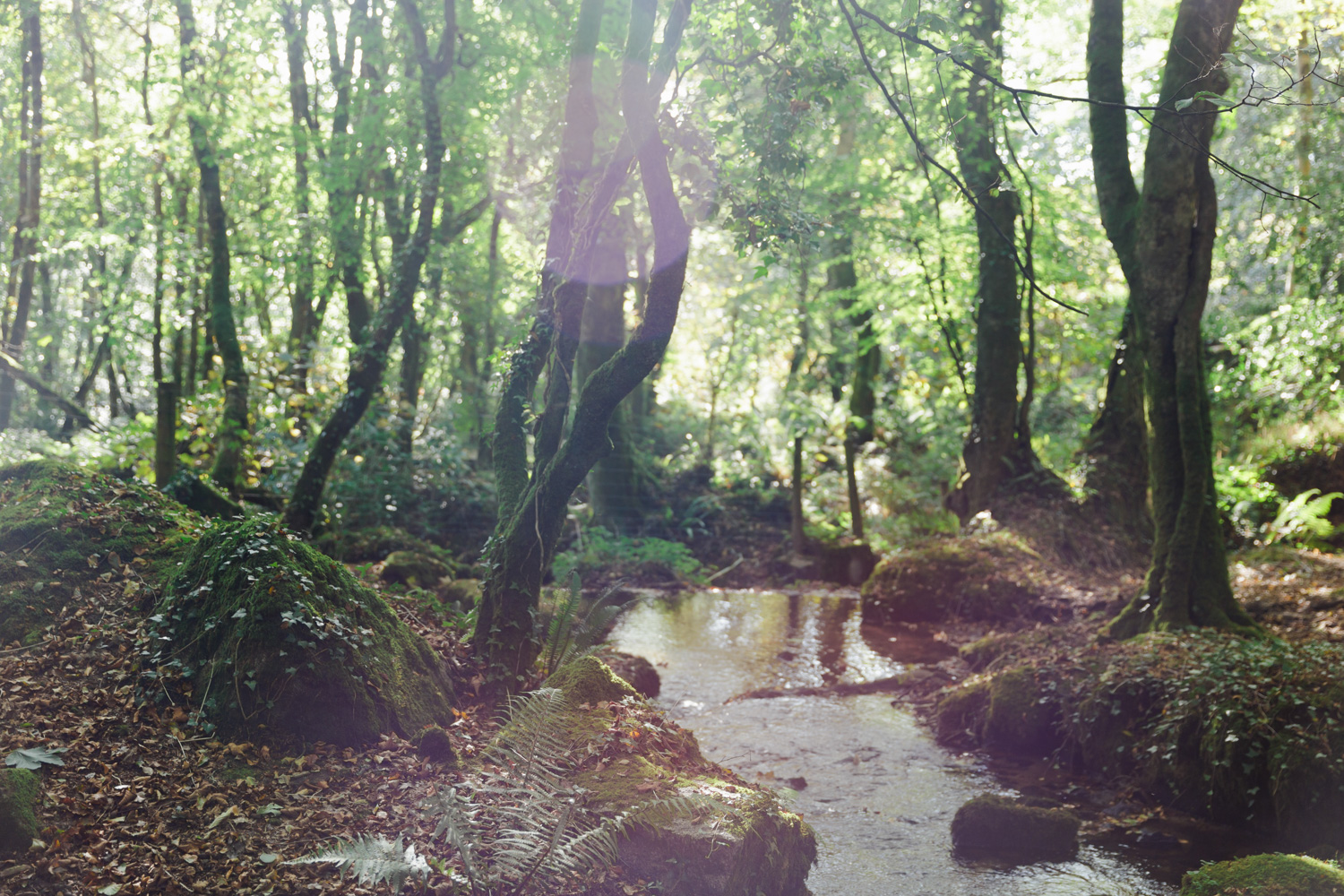 Woodland walk near Mylor in Cornwall